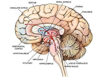 Human Brain Diagram Easy ~ DIAGRAM